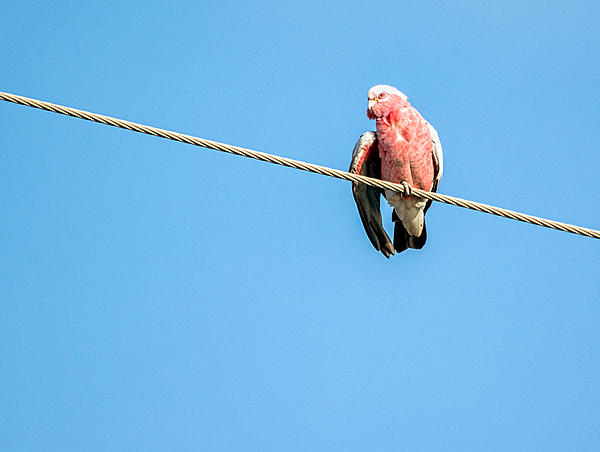 Click image for larger version

Name:	128-Galah.jpg
Views:	71
Size:	240.2 KB
ID:	391318