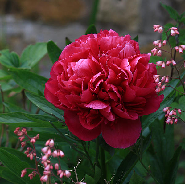 Click image for larger version

Name:	Peony.jpg
Views:	105
Size:	297.7 KB
ID:	502042