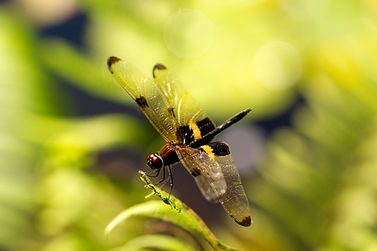 Click image for larger version

Name:	Yellow Striped Flutterer Dragonfly - Ryothemis phyllis.jpg
Views:	118
Size:	108.9 KB
ID:	472149