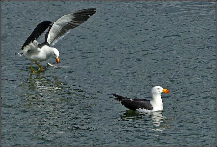 Click image for larger version

Name:	Pacific Gulls.jpg
Views:	20
Size:	162.5 KB
ID:	450239