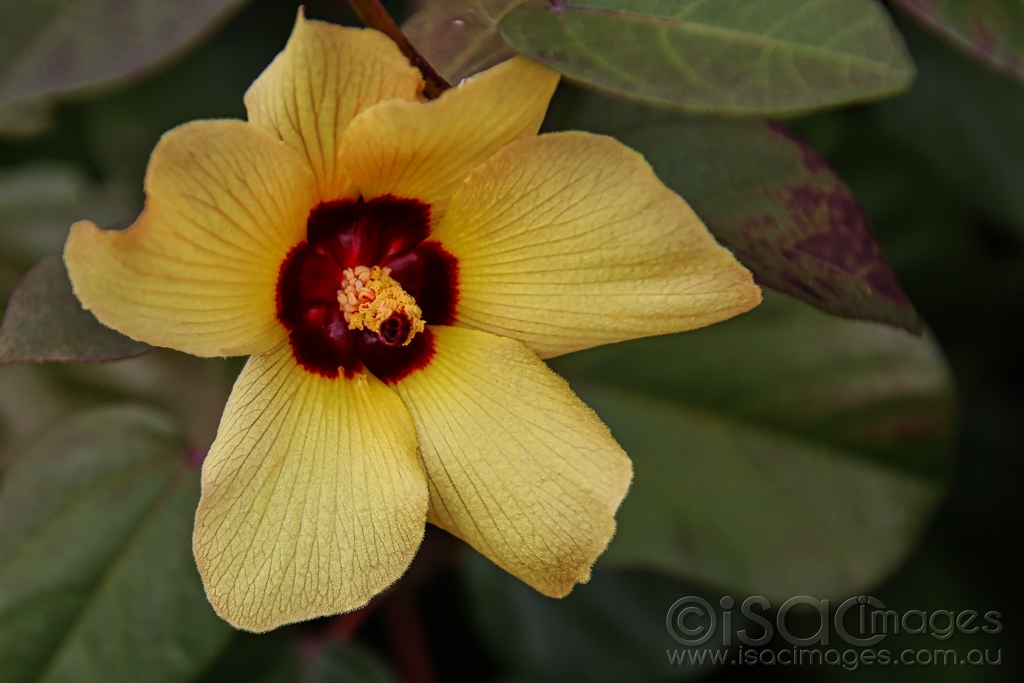 Click image for larger version

Name:	7482-Yellow_Flower_Talipariti.jpg
Views:	34
Size:	345.8 KB
ID:	472223