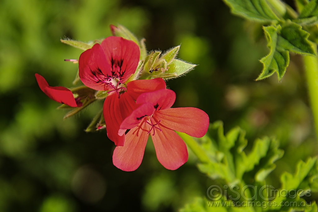 Click image for larger version

Name:	7938-Red_Flower.jpg
Views:	42
Size:	357.3 KB
ID:	472571