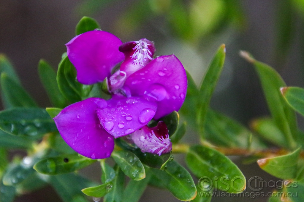 Click image for larger version

Name:	8111-Purple_Flower_Wet.jpg
Views:	39
Size:	413.2 KB
ID:	472700