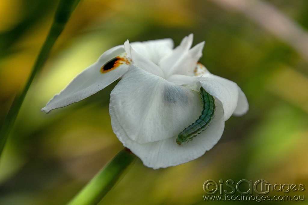 Click image for larger version  Name:	1908-Caterpillar_on_Yellow_Wild_Iris.jpg Views:	0 Size:	99.8 KB ID:	467291