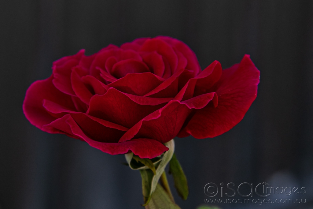 Click image for larger version

Name:	6064-Red_Rose.jpg
Views:	44
Size:	281.6 KB
ID:	470771