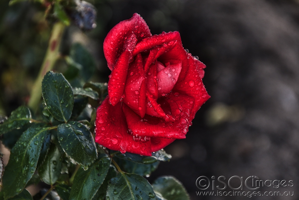 Click image for larger version

Name:	6910-Wet_Red_Rose.jpg
Views:	44
Size:	389.1 KB
ID:	471664