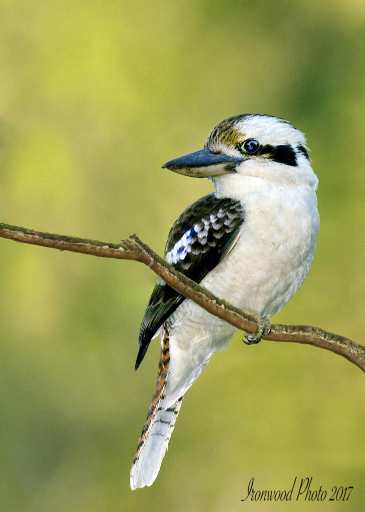 Click image for larger version

Name:	ironwood-kooka.jpg
Views:	418
Size:	163.0 KB
ID:	443617