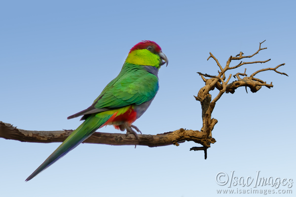 Click image for larger version

Name:	0767-Red_Capped_Parrot.jpg
Views:	43
Size:	334.3 KB
ID:	502427