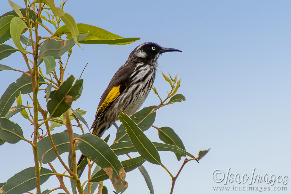 Click image for larger version

Name:	0785-New_Holland_Honeyeater.jpg
Views:	33
Size:	286.9 KB
ID:	502428