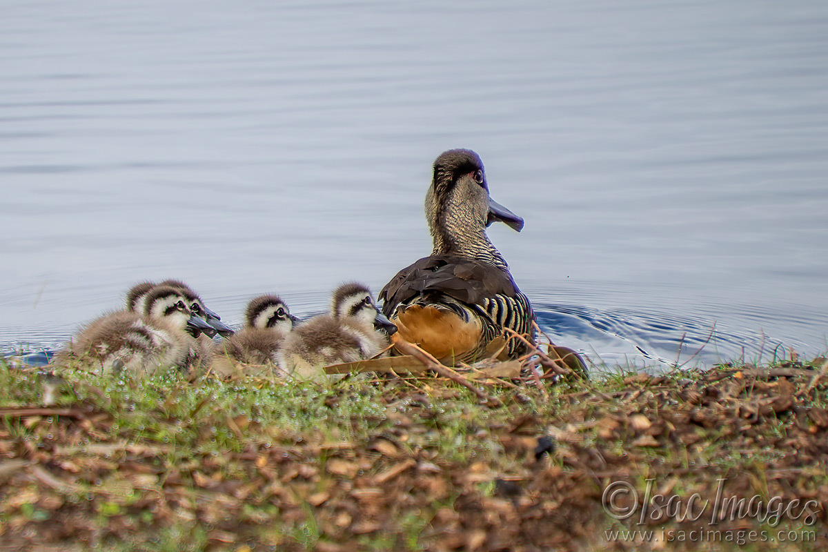 Click image for larger version

Name:	1041-Pink_Eared_Ducks_Family.jpg
Views:	66
Size:	306.0 KB
ID:	502440