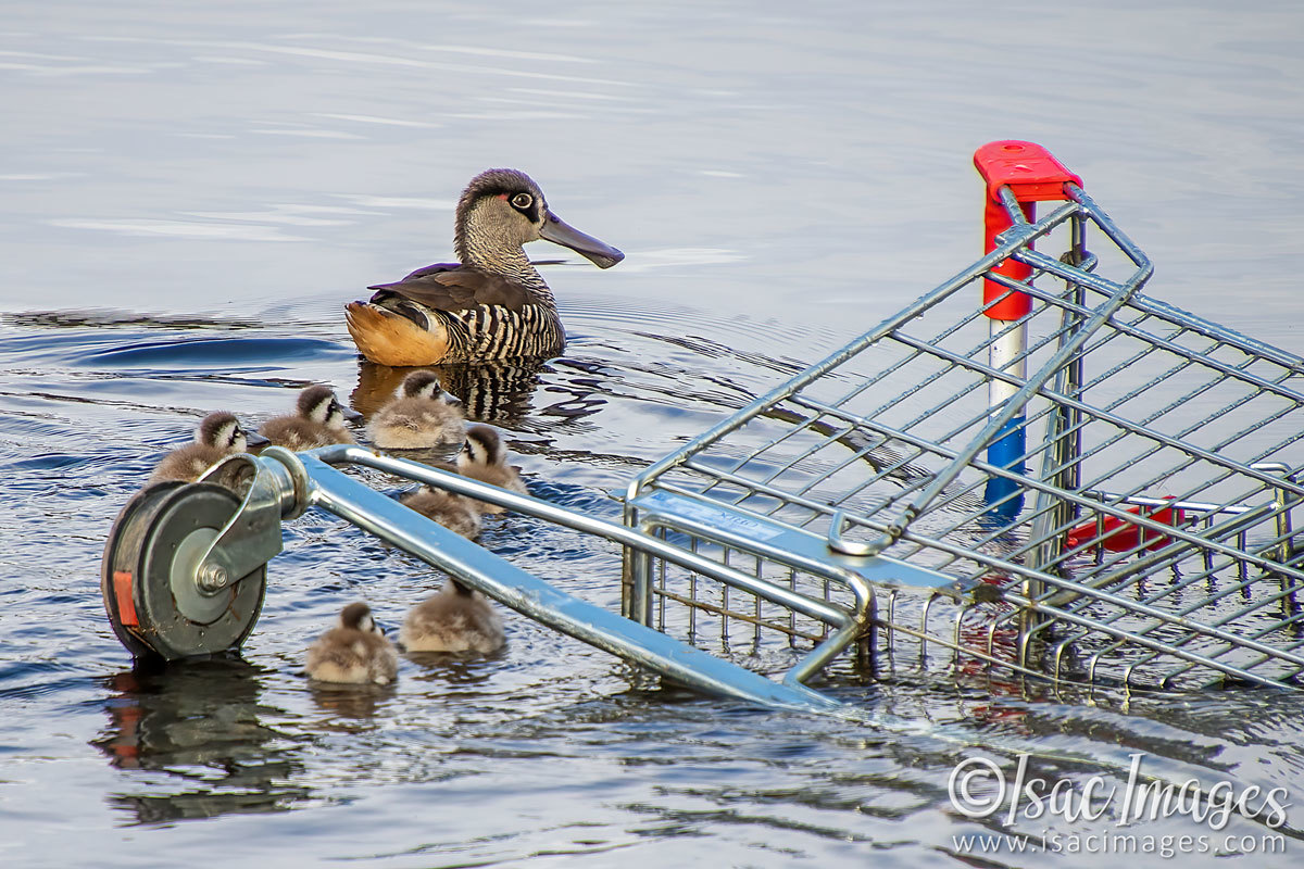 Click image for larger version

Name:	1049-Pink_Eared_Ducks_Family.jpg
Views:	51
Size:	296.5 KB
ID:	502441