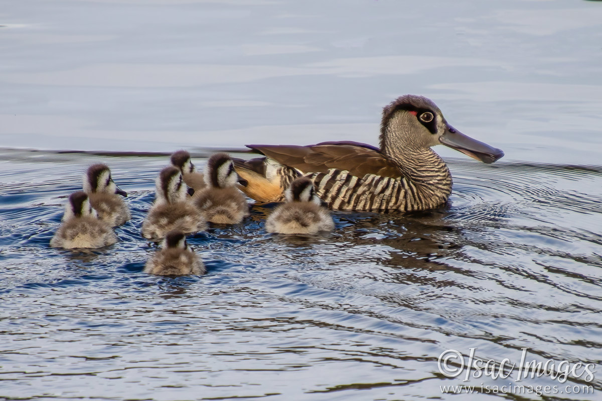 Click image for larger version

Name:	1050-Pink_Eared_Ducks_Family.jpg
Views:	51
Size:	298.3 KB
ID:	502442