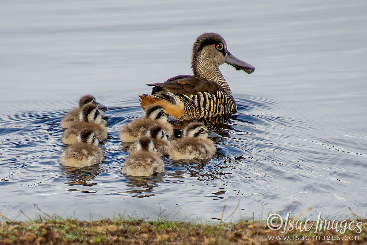 Click image for larger version

Name:	1043-Pink_Eared_Ducks_Family.jpg
Views:	51
Size:	306.0 KB
ID:	502443