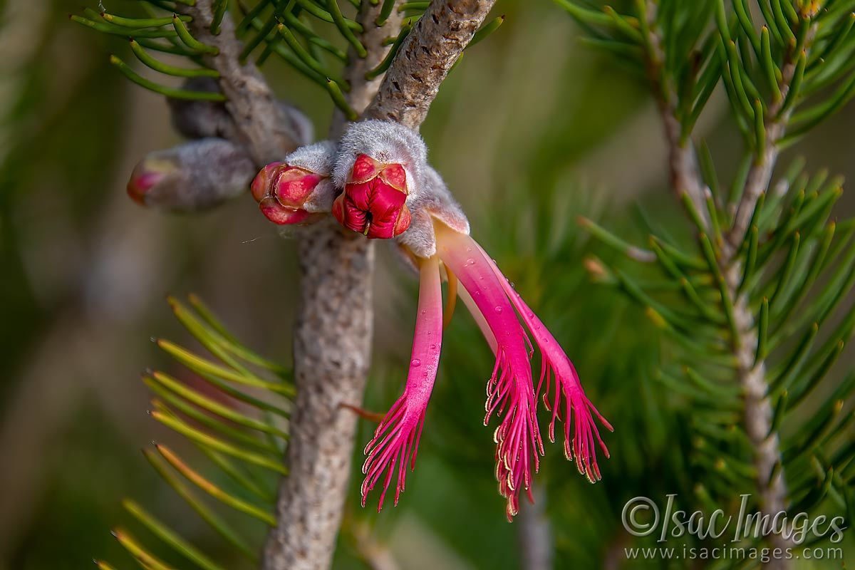 Click image for larger version

Name:	1039-One_Sided_Bottlebrush.jpg
Views:	63
Size:	112.3 KB
ID:	502458