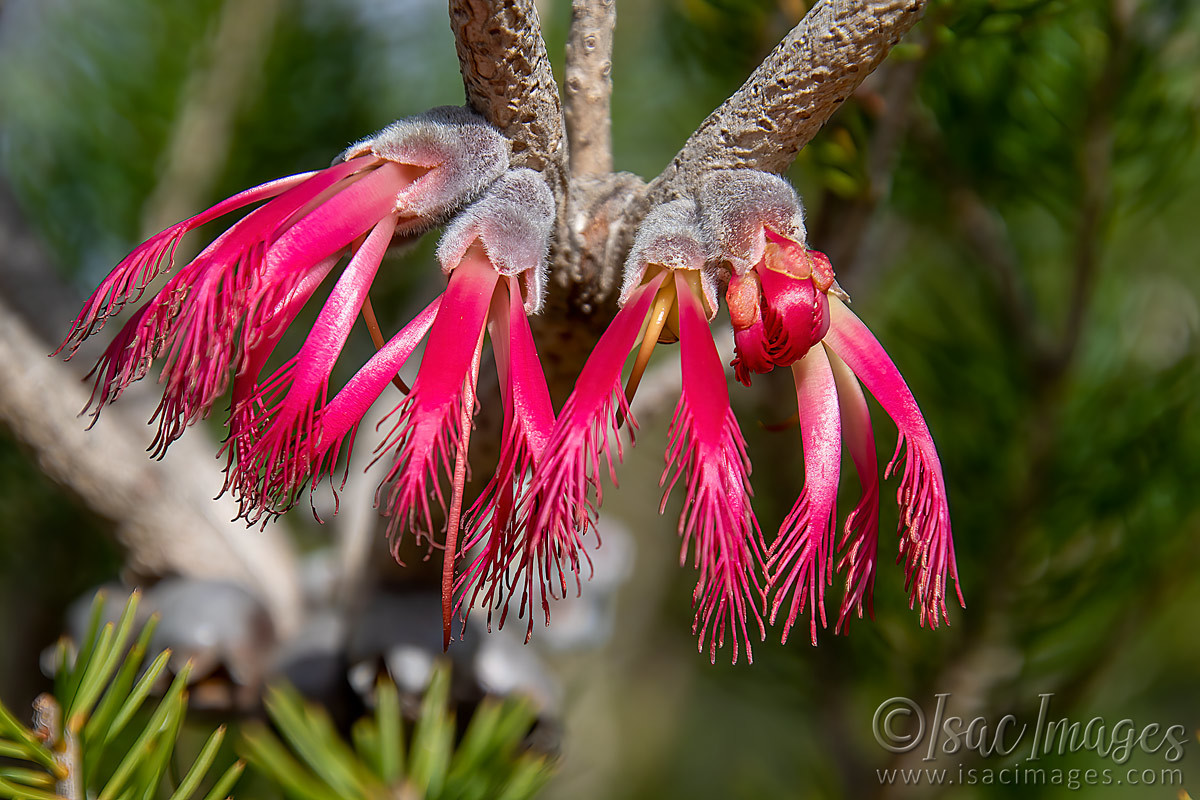 Click image for larger version

Name:	0887-One_Sided_Bottlebrush.jpg
Views:	58
Size:	309.9 KB
ID:	502459