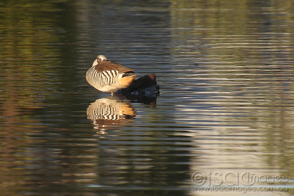 Click image for larger version

Name:	8704-Pink_Eared_Duck.jpg
Views:	61
Size:	458.6 KB
ID:	472918