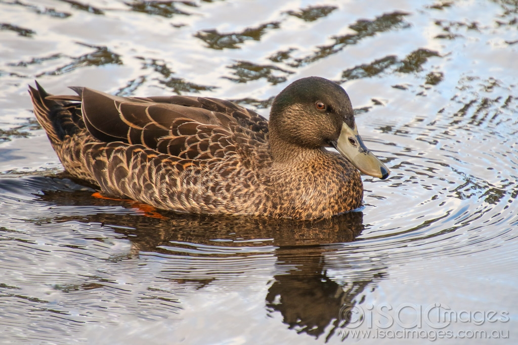 Click image for larger version

Name:	8842-Female_Hardhead_Duck.jpg
Views:	56
Size:	503.9 KB
ID:	472995