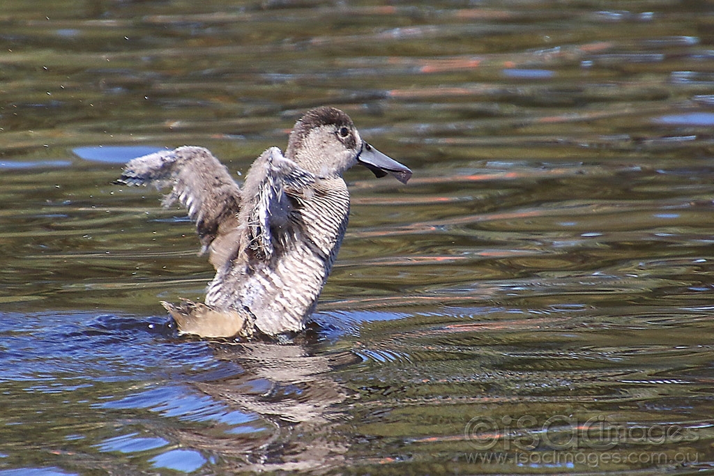 Click image for larger version

Name:	0691-Pink_Eared_Duck_Juvenile.jpg
Views:	57
Size:	546.3 KB
ID:	473817