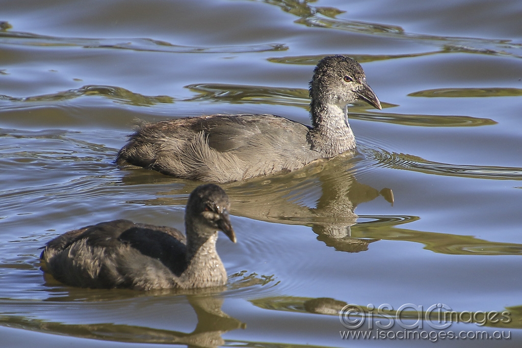 Click image for larger version

Name:	4975-Eurasian_Coote_Juveniles.jpg
Views:	106
Size:	443.7 KB
ID:	475536