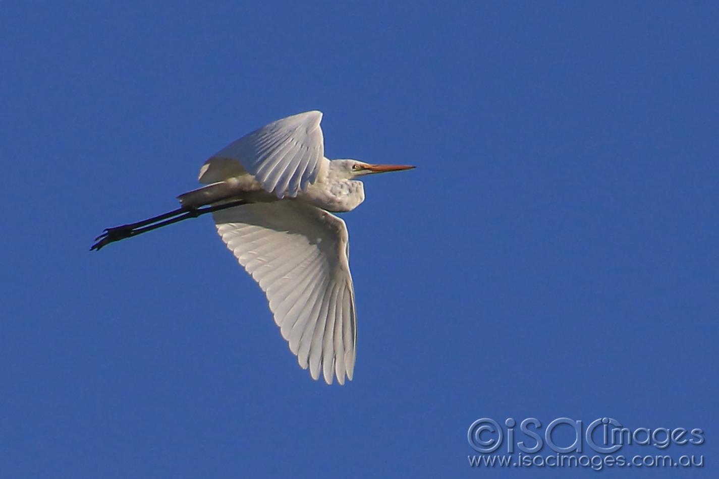 Click image for larger version  Name:	7161-Egret_BIF.jpg Views:	0 Size:	58.0 KB ID:	477148