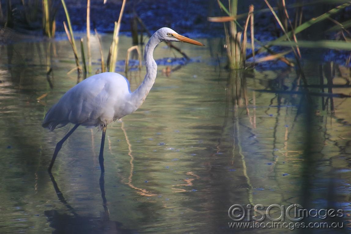 Click image for larger version  Name:	7198-Egret.jpg Views:	0 Size:	93.3 KB ID:	477149