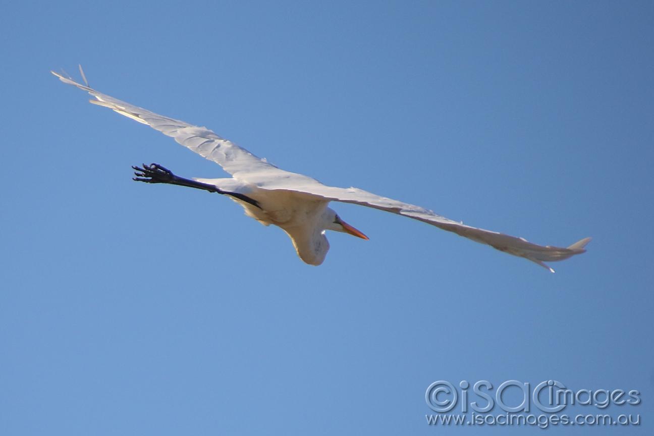 Click image for larger version  Name:	7176-Egret_BIF.jpg Views:	0 Size:	41.9 KB ID:	477150