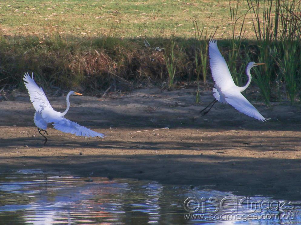 Click image for larger version  Name:	7138-Egrets.jpg Views:	0 Size:	119.8 KB ID:	477151