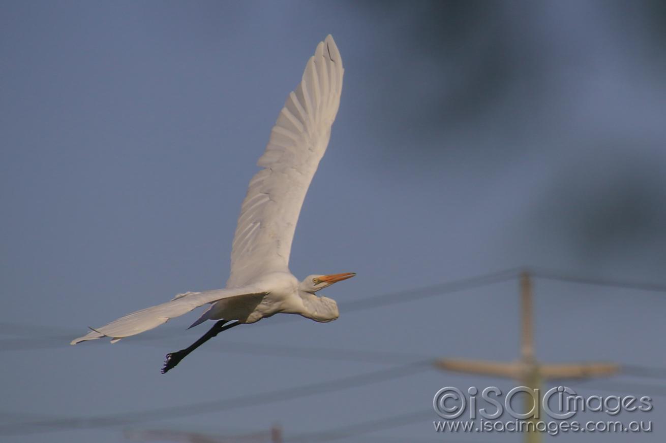 Click image for larger version  Name:	7148-Egret_BIF.jpg Views:	0 Size:	42.5 KB ID:	477152