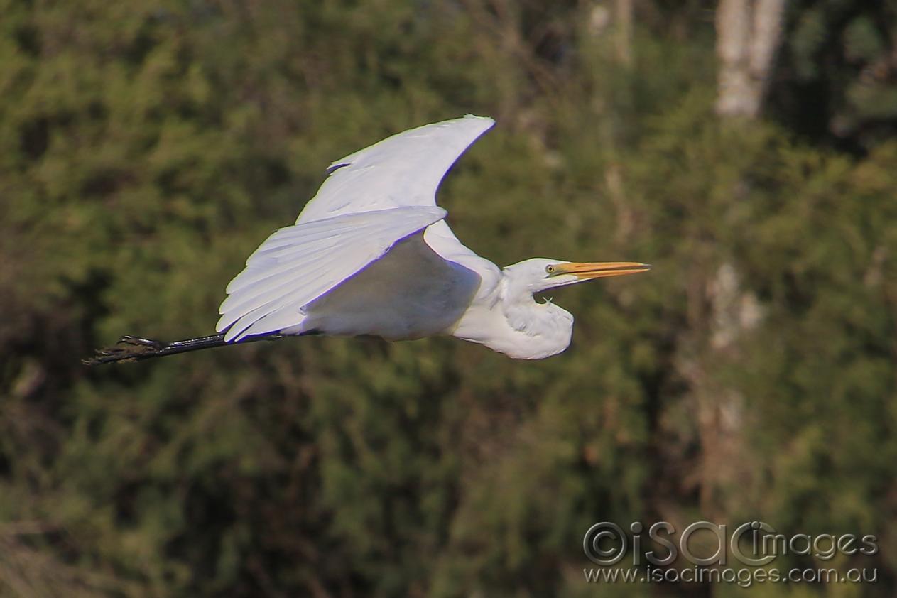 Click image for larger version  Name:	7146-Egret_BIF.jpg Views:	0 Size:	73.7 KB ID:	477153