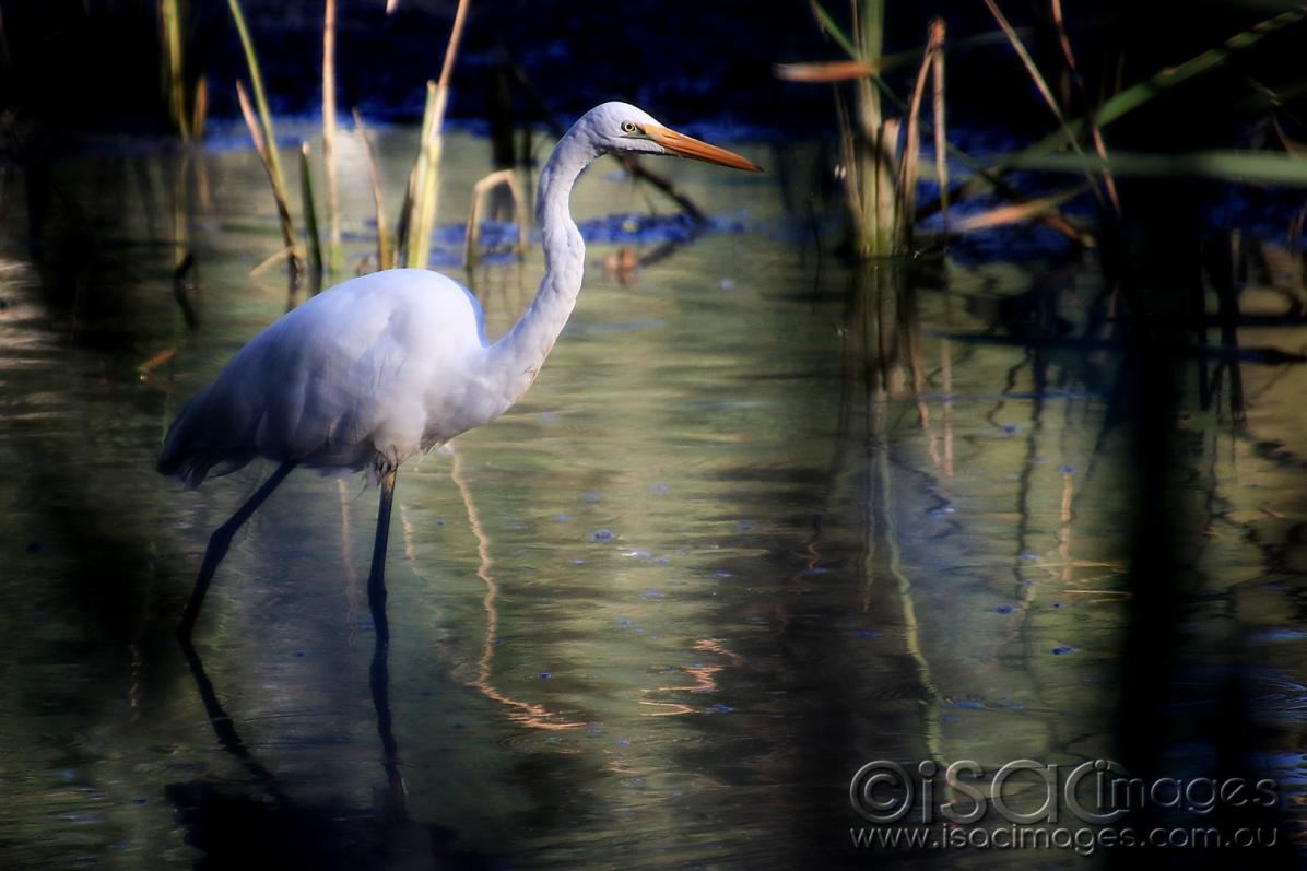 Click image for larger version

Name:	7198-Egret-DARK.jpg
Views:	113
Size:	93.8 KB
ID:	477202