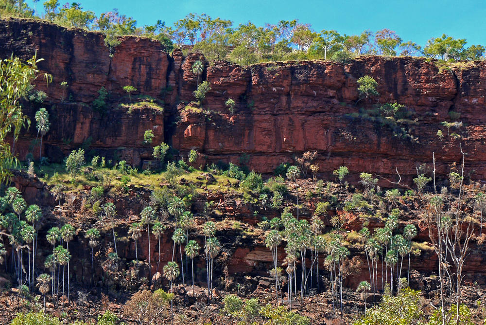 Click image for larger version  Name:	Image-1 w- cliffs+palm trees.jpg Views:	0 Size:	271.0 KB ID:	502578