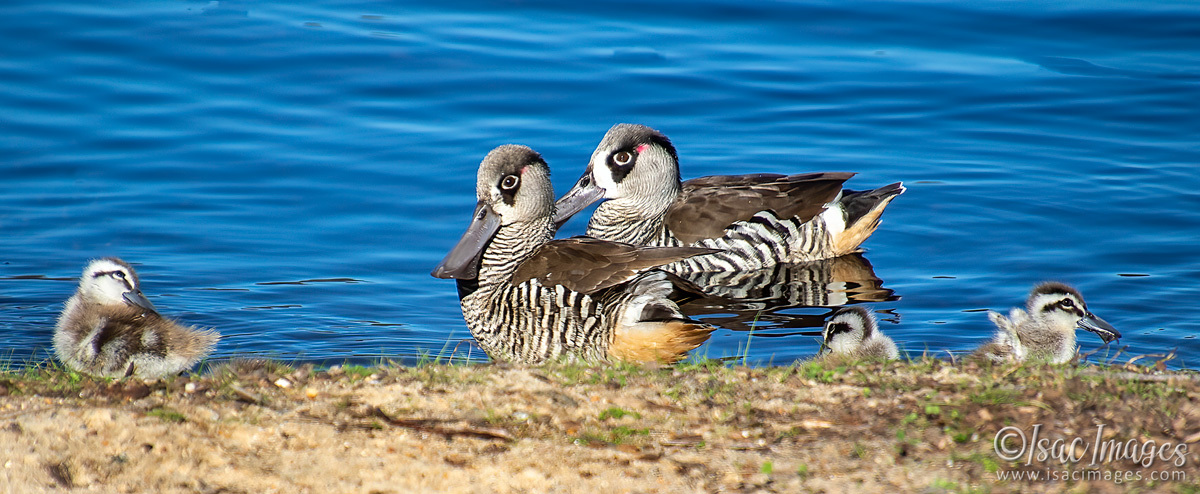 Click image for larger version

Name:	1109-Pink_Eared_Ducks_Family.jpg
Views:	76
Size:	294.0 KB
ID:	502687