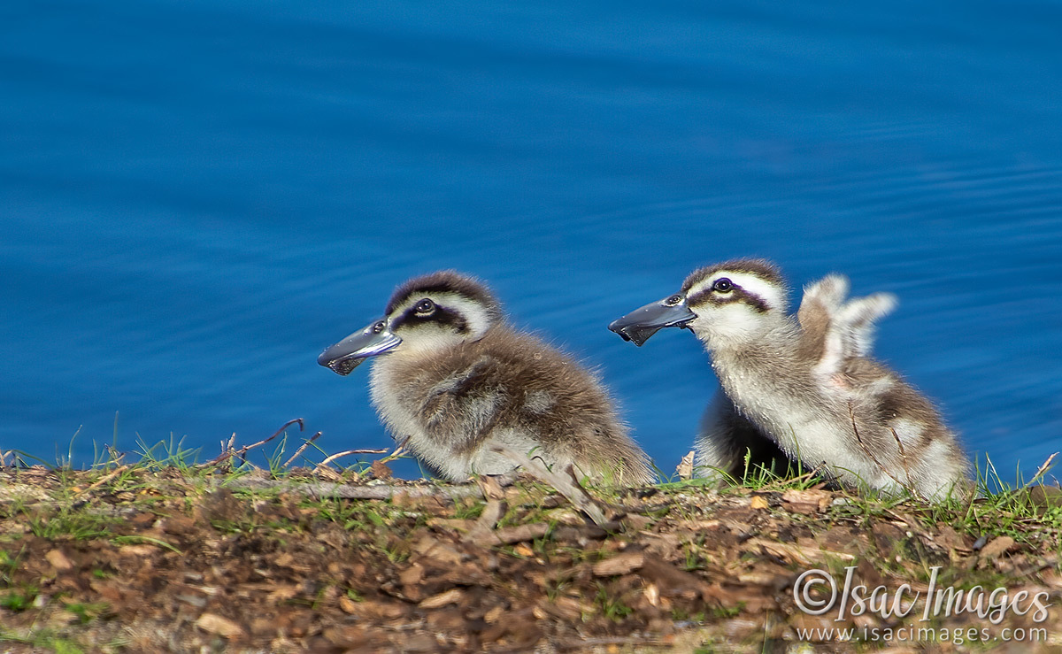 Click image for larger version

Name:	1154-Pink_Eared_Ducks_Family.jpg
Views:	60
Size:	305.7 KB
ID:	502688