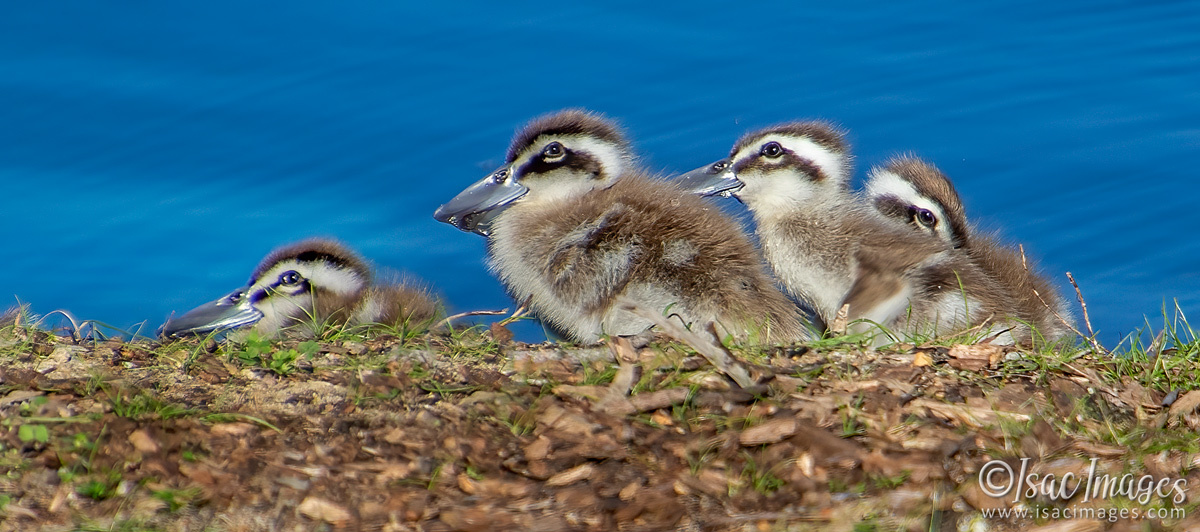 Click image for larger version

Name:	1155-Pink_Eared_Ducks_Family.jpg
Views:	63
Size:	303.0 KB
ID:	502689