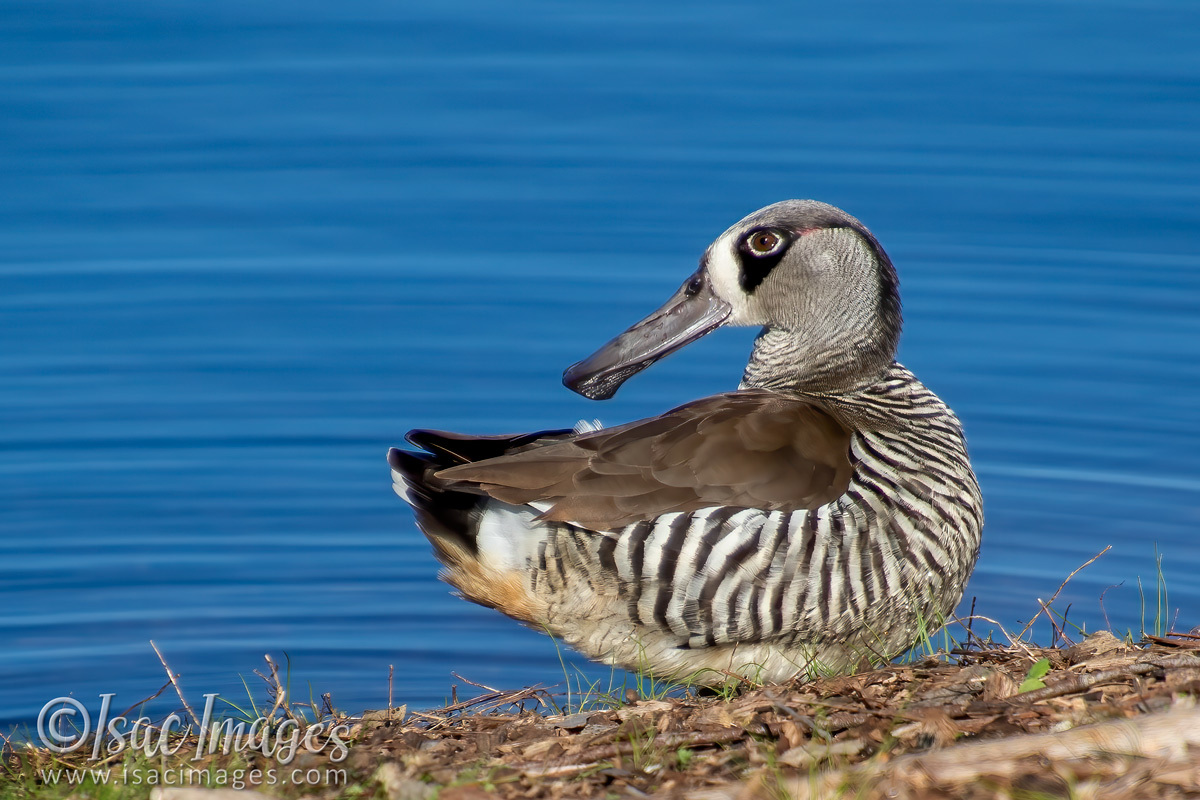 Click image for larger version

Name:	1164-Pink_Eared_Duck.jpg
Views:	71
Size:	303.9 KB
ID:	502690