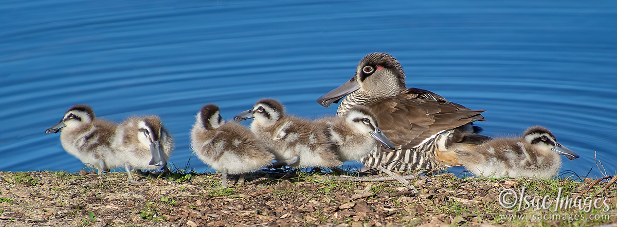 Click image for larger version

Name:	1207-Pink_Eared_Ducks_Family.jpg
Views:	61
Size:	284.7 KB
ID:	502691