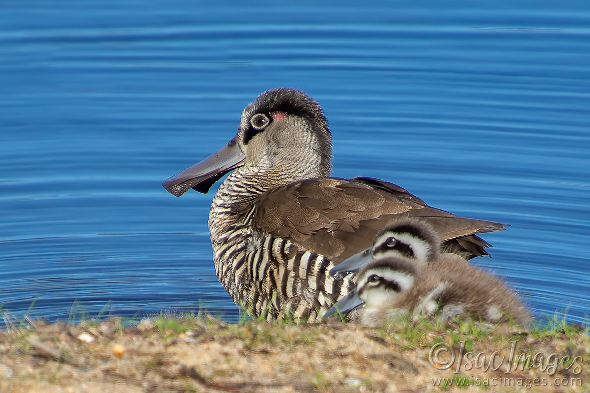 Click image for larger version

Name:	1177-Pink_Eared_Ducks_Family.jpg
Views:	63
Size:	298.3 KB
ID:	502692