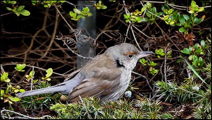 Click image for larger version

Name:	Thrush.jpg
Views:	41
Size:	136.3 KB
ID:	459109