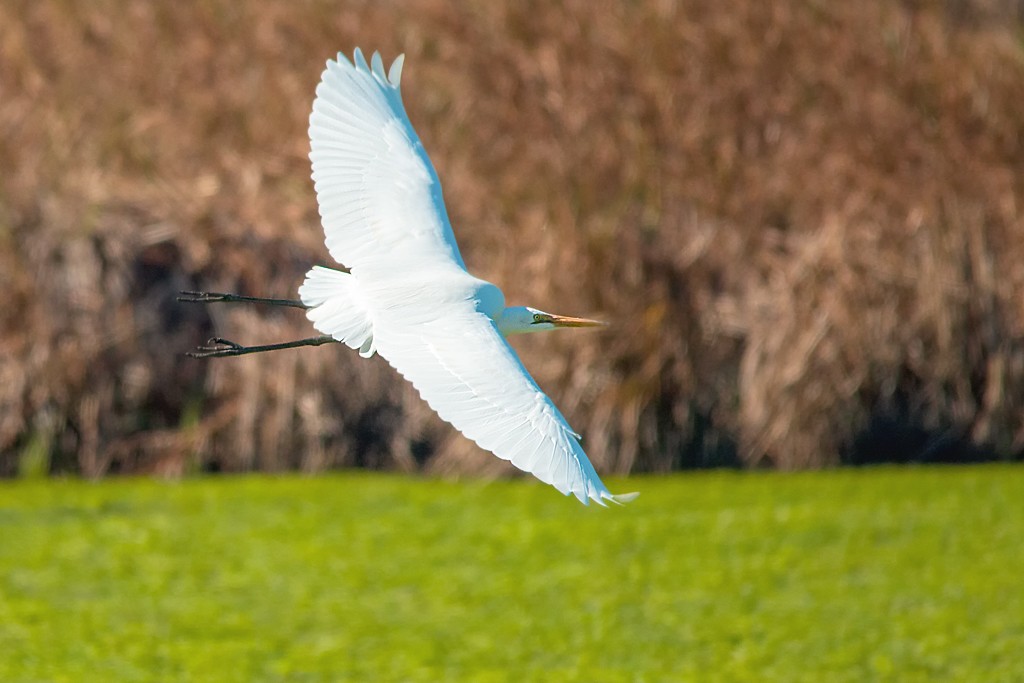 Click image for larger version

Name:	Egret.jpg
Views:	58
Size:	110.2 KB
ID:	465076