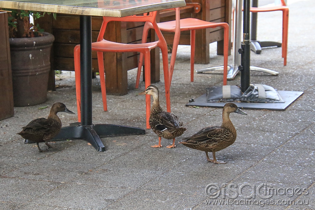 Click image for larger version

Name:	5905-Ducks_Shopping.jpg
Views:	52
Size:	552.1 KB
ID:	476143