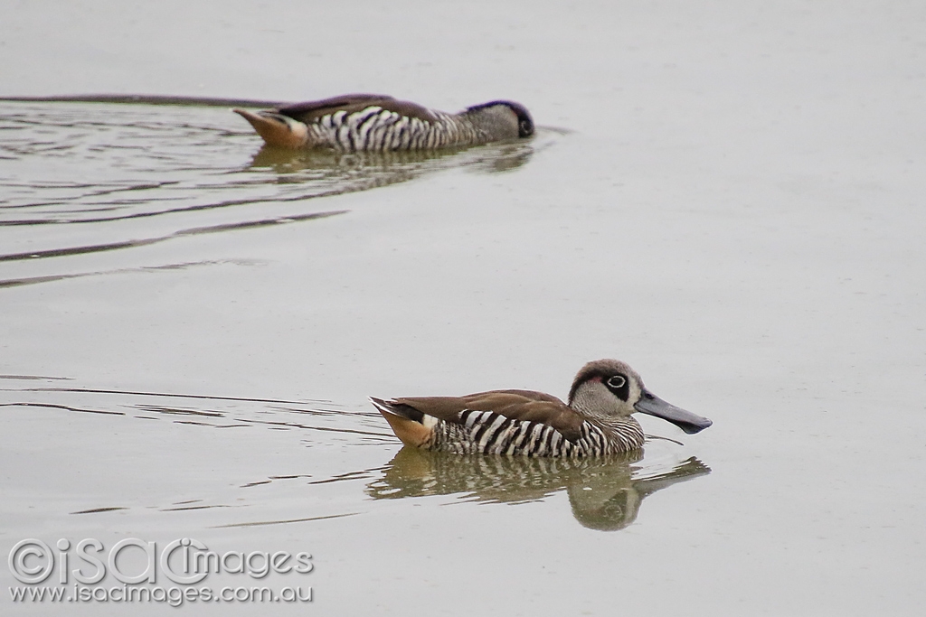 Click image for larger version

Name:	6096-Pink_Eared_Ducks.jpg
Views:	65
Size:	320.6 KB
ID:	476164