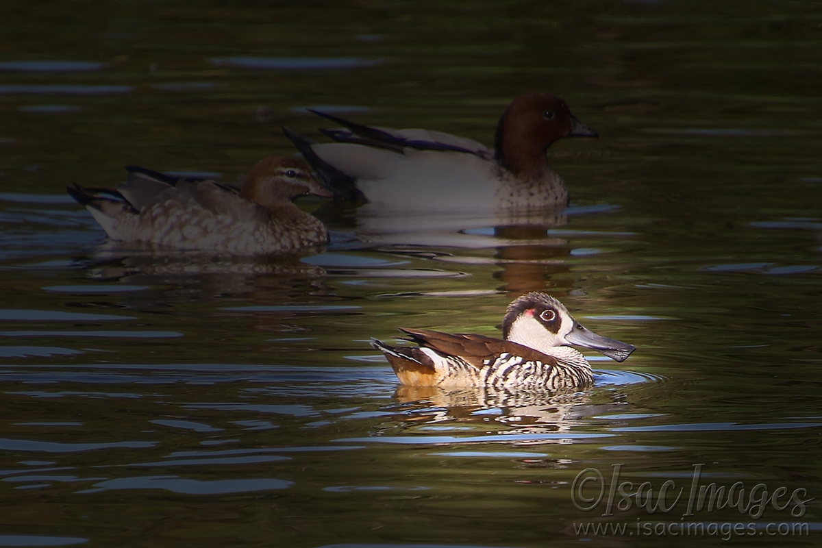 Click image for larger version

Name:	5985-Pink_Eared_Duck.jpg
Views:	65
Size:	468.1 KB
ID:	483601