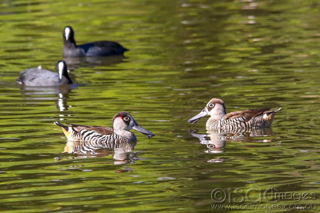 Click image for larger version

Name:	3898-Pink_Eared_Ducks.jpg
Views:	51
Size:	185.3 KB
ID:	468780