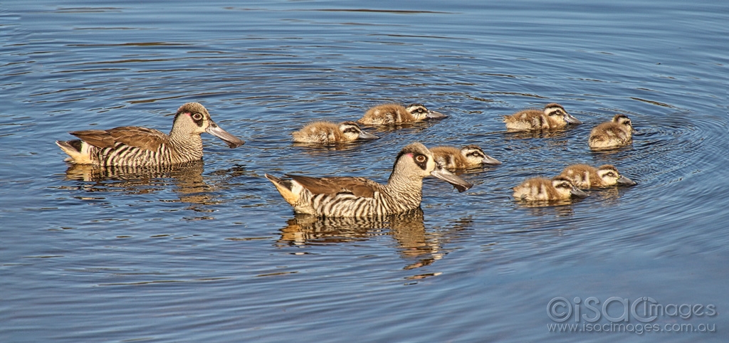 Click image for larger version

Name:	9449-Pink_Eared_Ducks_Family.jpg
Views:	33
Size:	396.4 KB
ID:	473233