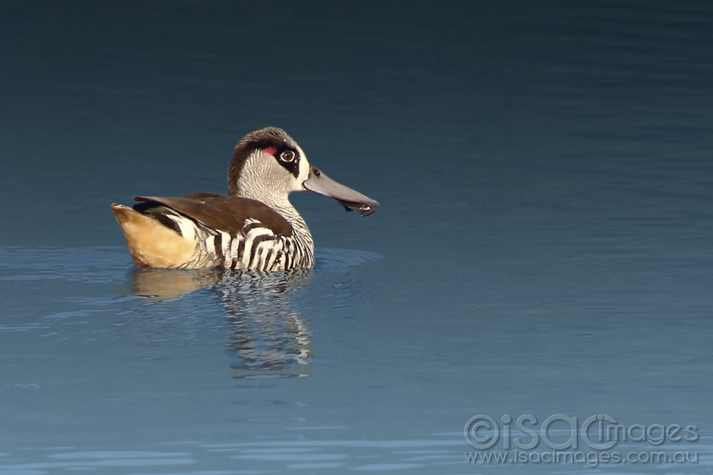 Click image for larger version

Name:	9476-Pink_Eared_Duck.jpg
Views:	23
Size:	287.1 KB
ID:	473254