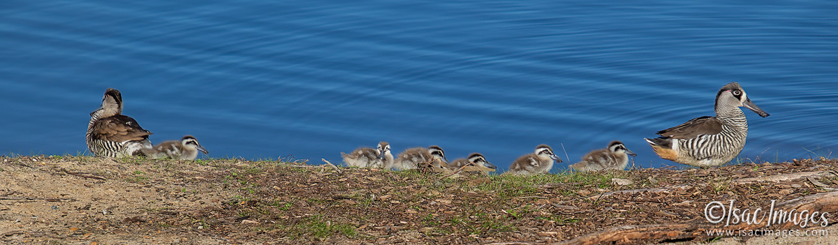 Click image for larger version

Name:	1172-Pink_Eared_Ducks_Family.jpg
Views:	40
Size:	283.8 KB
ID:	503102