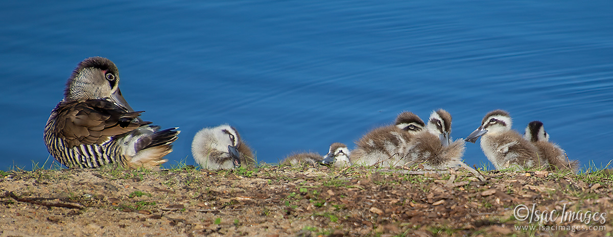 Click image for larger version

Name:	1157-Pink_Eared_Ducks_Family.jpg
Views:	31
Size:	292.5 KB
ID:	503103