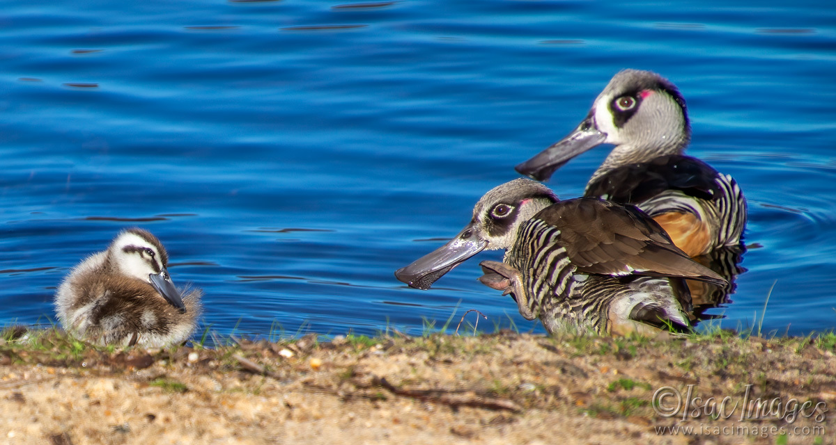 Click image for larger version

Name:	1112-Pink_Eared_Ducks_Family.jpg
Views:	34
Size:	297.0 KB
ID:	503104