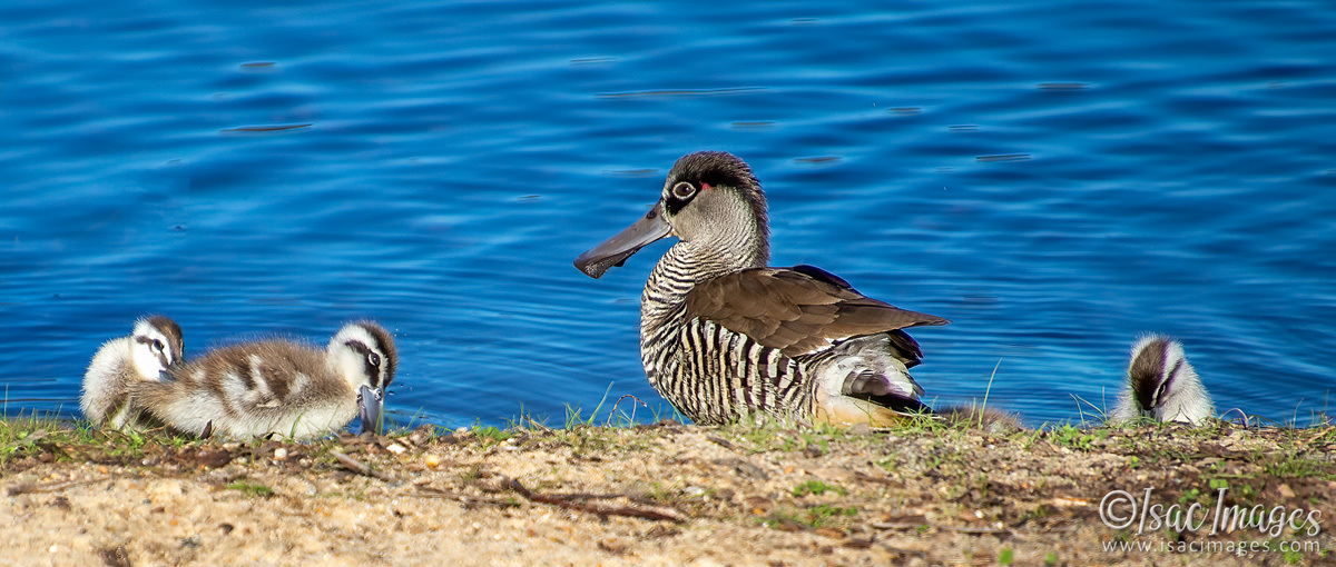 Click image for larger version

Name:	1119-Pink_Eared_Ducks_Family.jpg
Views:	30
Size:	293.8 KB
ID:	503105