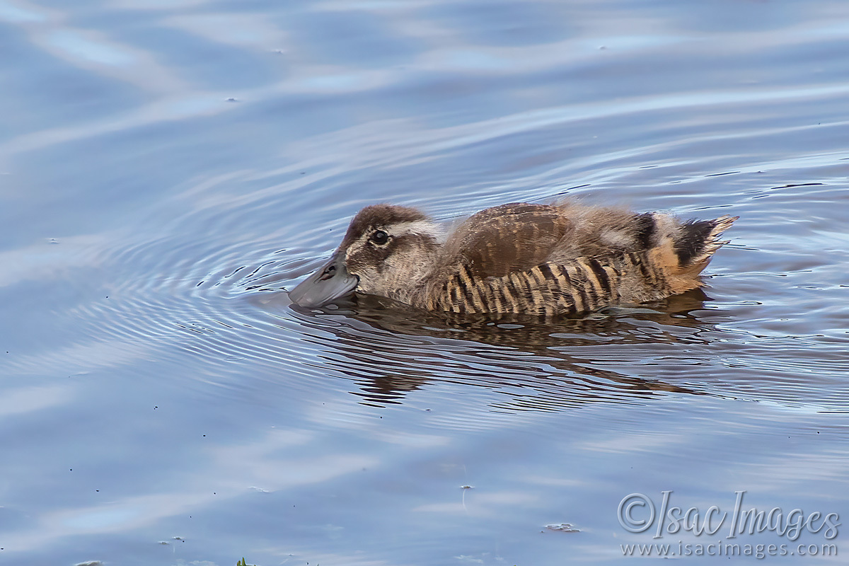 Click image for larger version  Name:	1496-Pink_Eared_Duckling.jpg Views:	0 Size:	291.4 KB ID:	503108